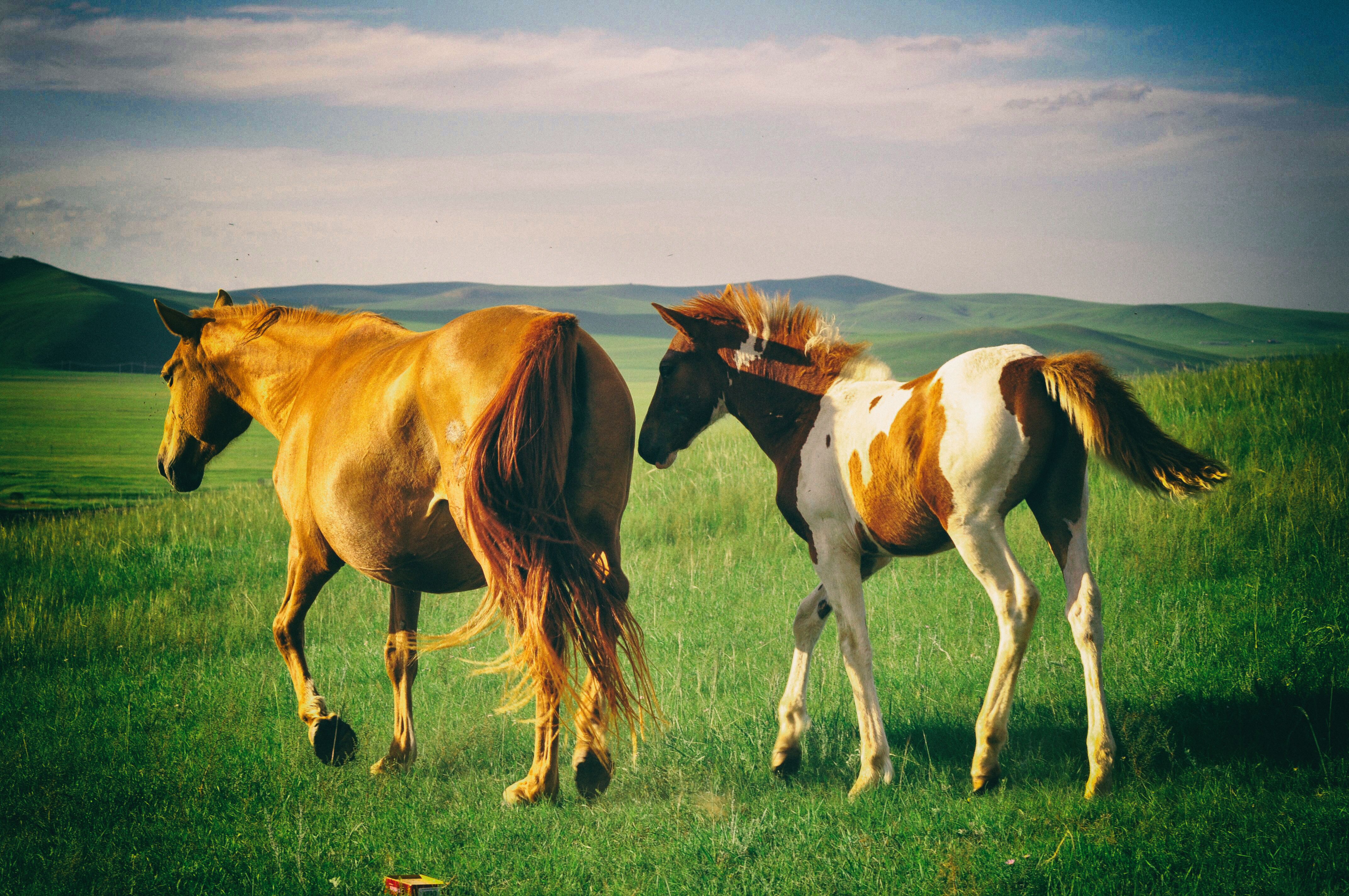 东北游记攻略,东北游记最新视频