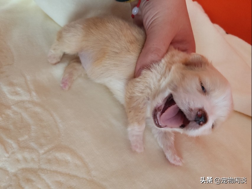 【警惕】好心救小奶狗,三天后死于肺炎!怎样能避免好心办坏事?