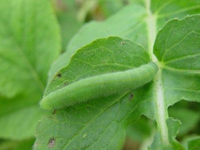 杀虫灭蚊除跳蚤,杀虫灭鼠除白蚁