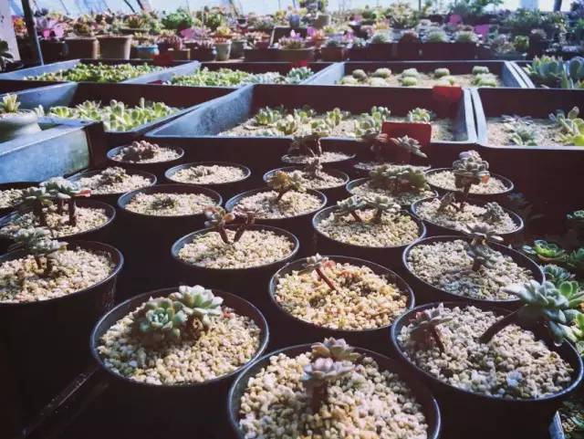 陕西这个县城厉害了,陕西柿子之乡在哪