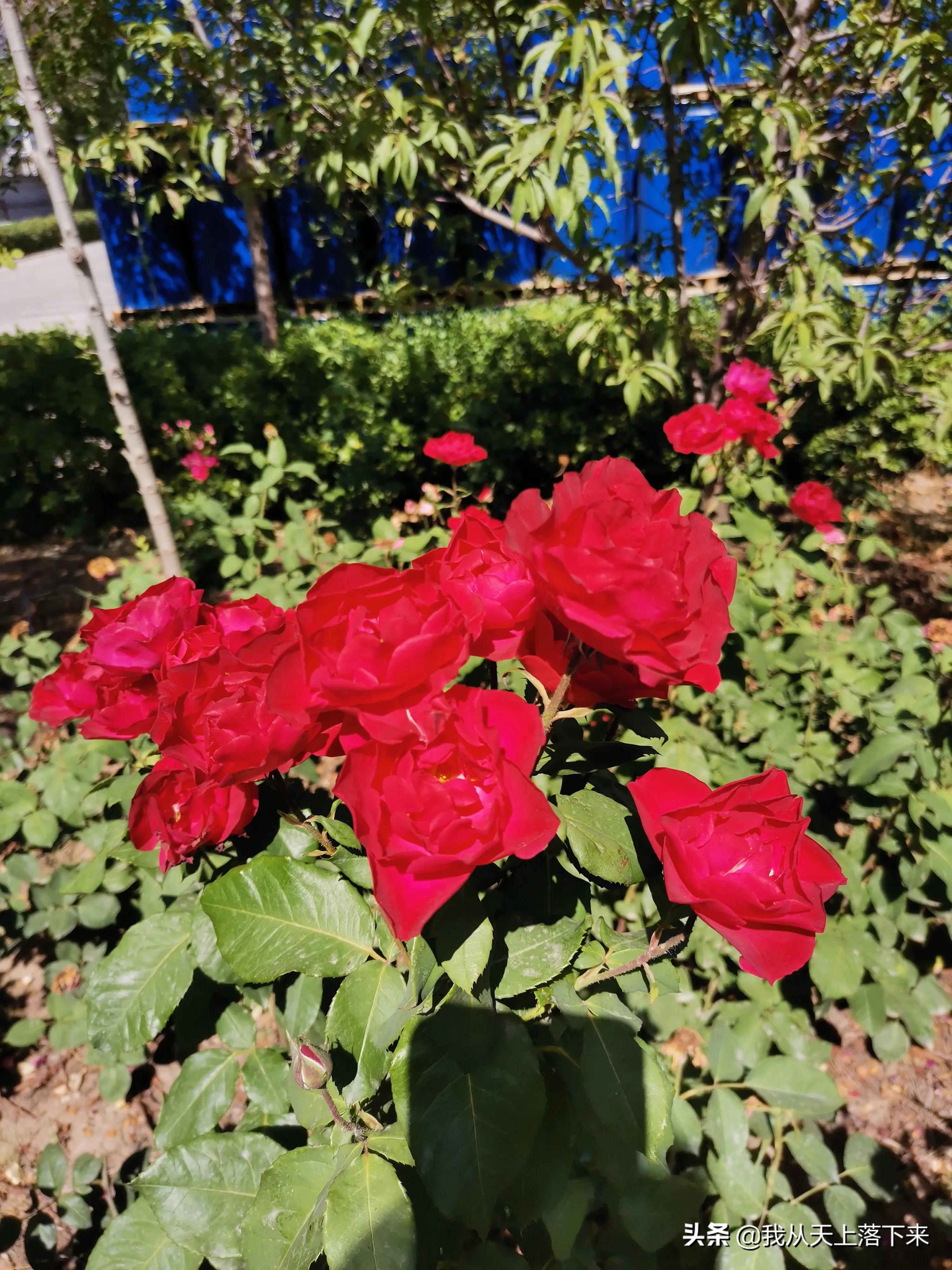 100张花朵美图,100张花图片大全