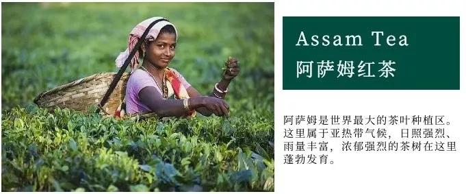 如火如荼|红茶界的F4，来啦