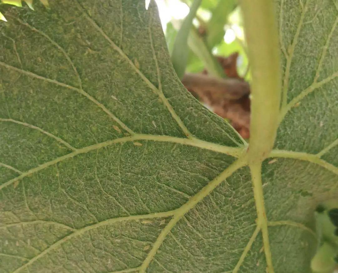 葡萄叶蝉的防治方法,葡萄上的小飞虫怎样防治