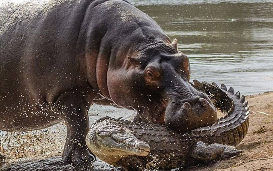 河马汗血宝马视频,河马为什么称为汗血宝马