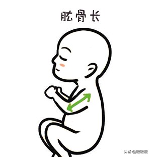 双顶径头围腹围对照表胎儿体重,如何判断胎儿股骨长短