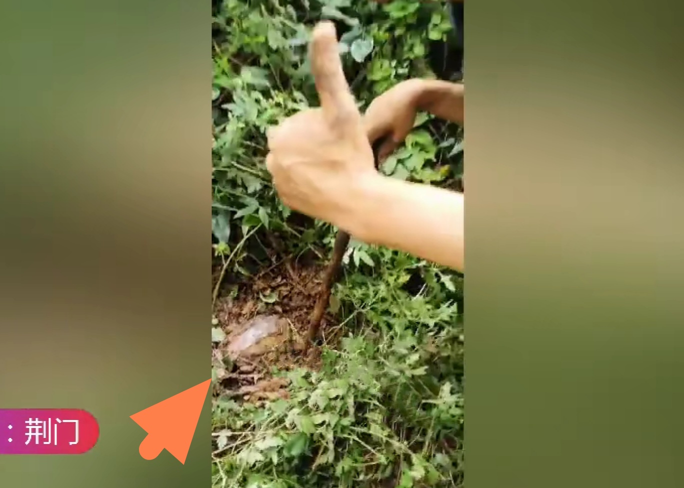 洪水侵袭，湖北荆门稻田里乌龟密密麻麻，当地老乡:发财了