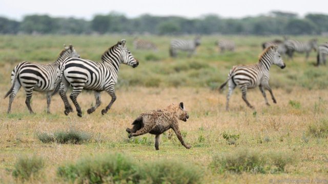 草原霸主和二当家,非洲二哥斑鬣狗的真正实力