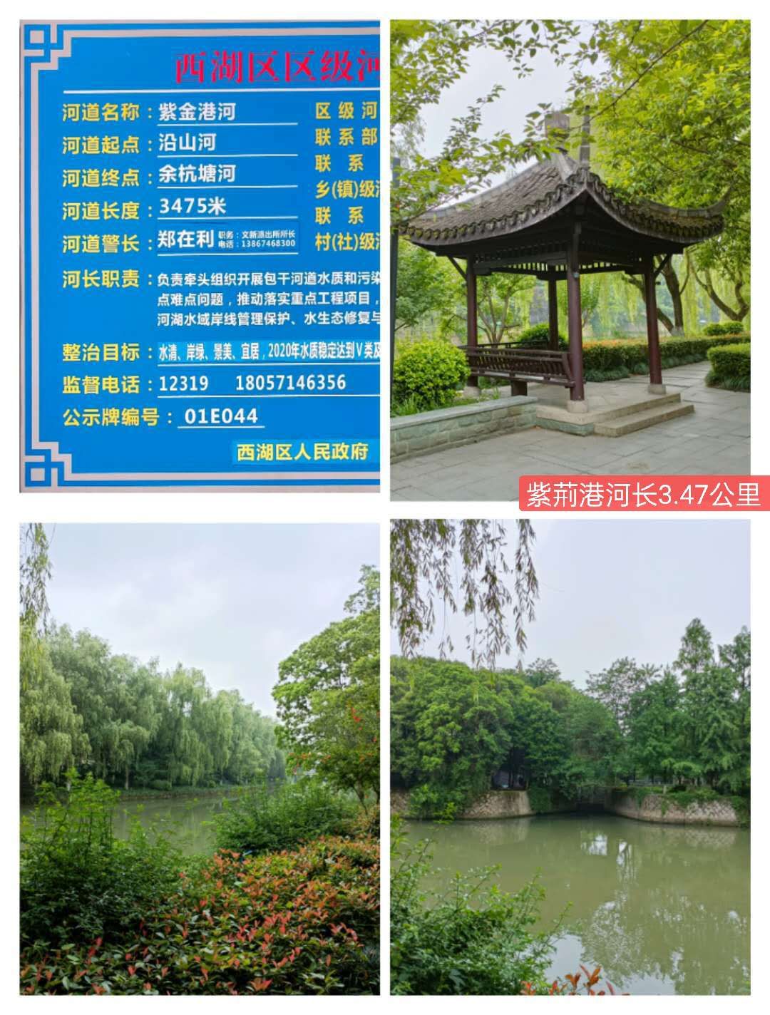 紫荊港源紫荊花紫荆港河穿八桥绿道两岸垂钓人双手活柯野生甲鱼