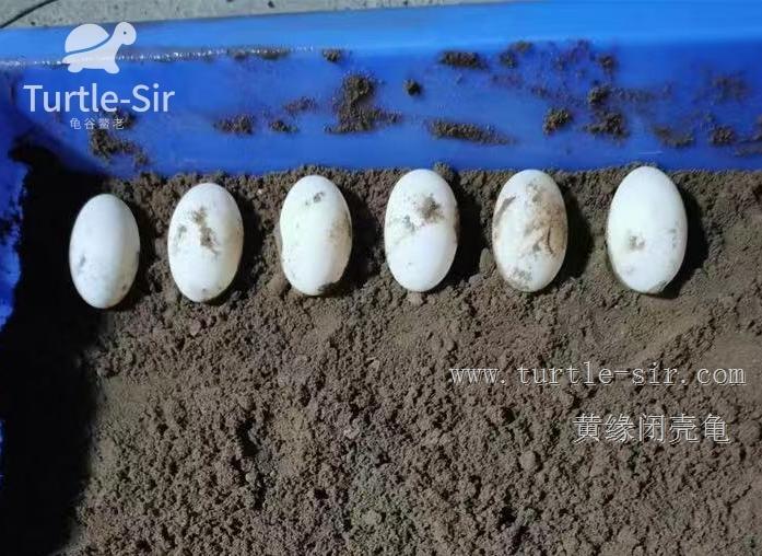 2019年黄缘龟市场分析,黄缘龟市场走势图