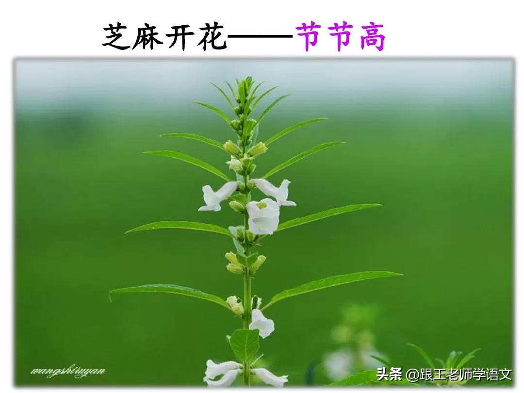 部编版一年级下册语文语文园地五,部编版五年级上册语文园地知识点