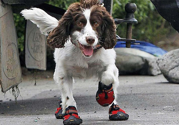 关于狗狗的辟谣,辟谣狗狗鼻子干就是生病