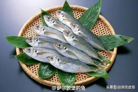 各种寿司纯鲜三文鱼刺身,日本传统寿司都用什么鱼