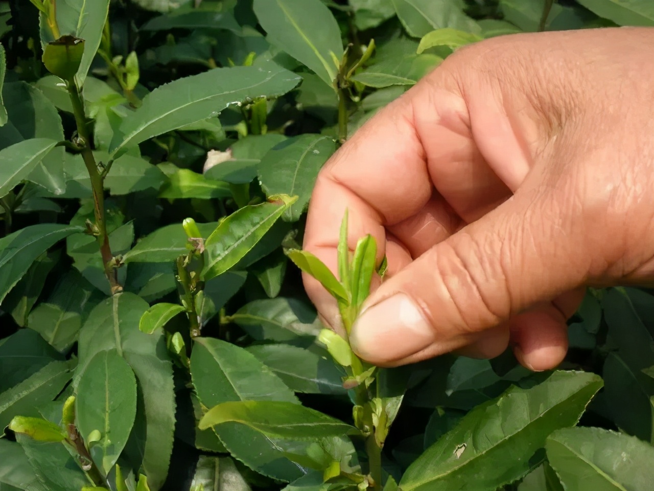 都匀毛尖明前茶还是谷雨茶好,明前茶雨前茶谷雨茶哪个最好