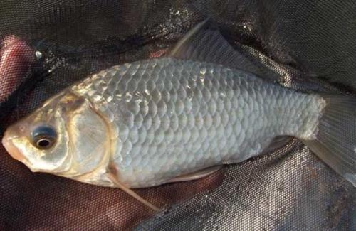 钓上来的鱼全身寄生虫,野钓鱼长寄生虫