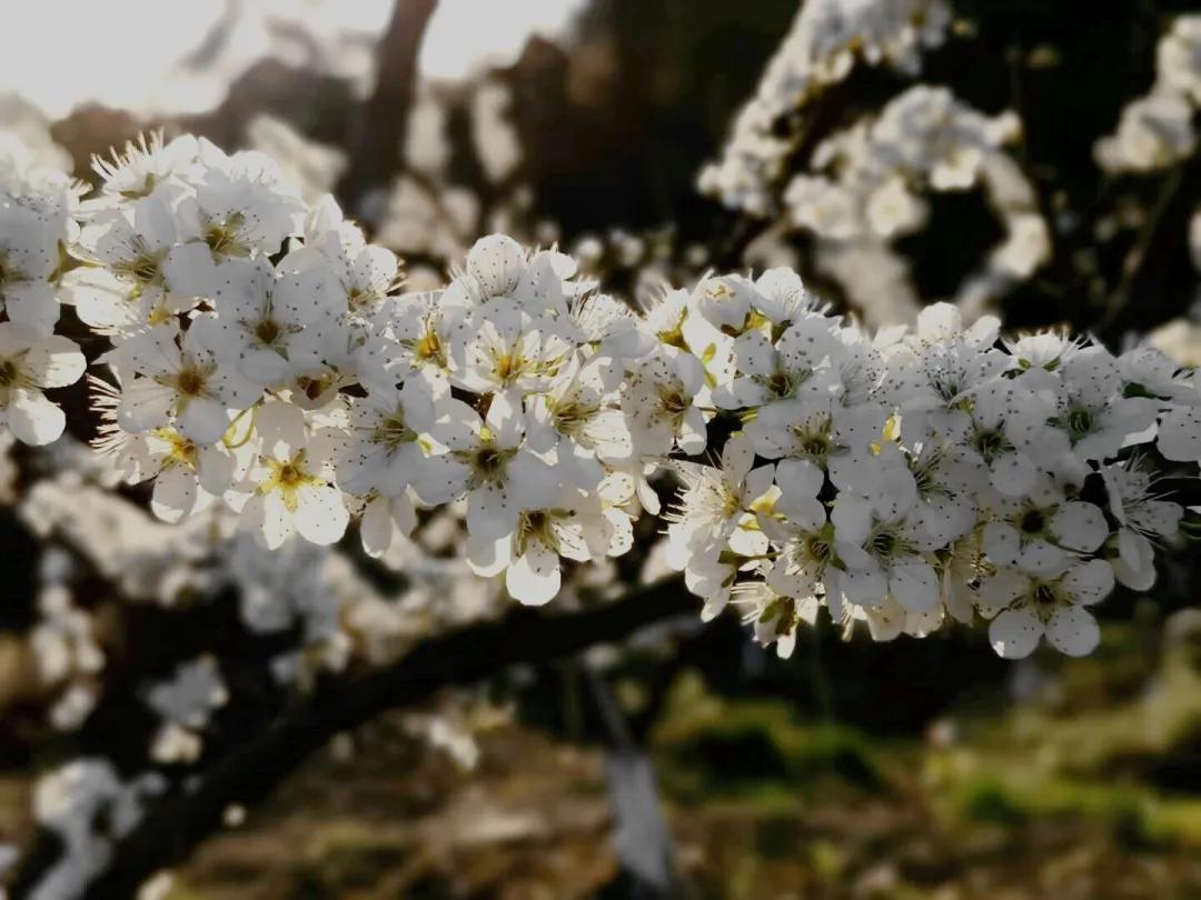 阳春三月的三月,阳春三月李花开