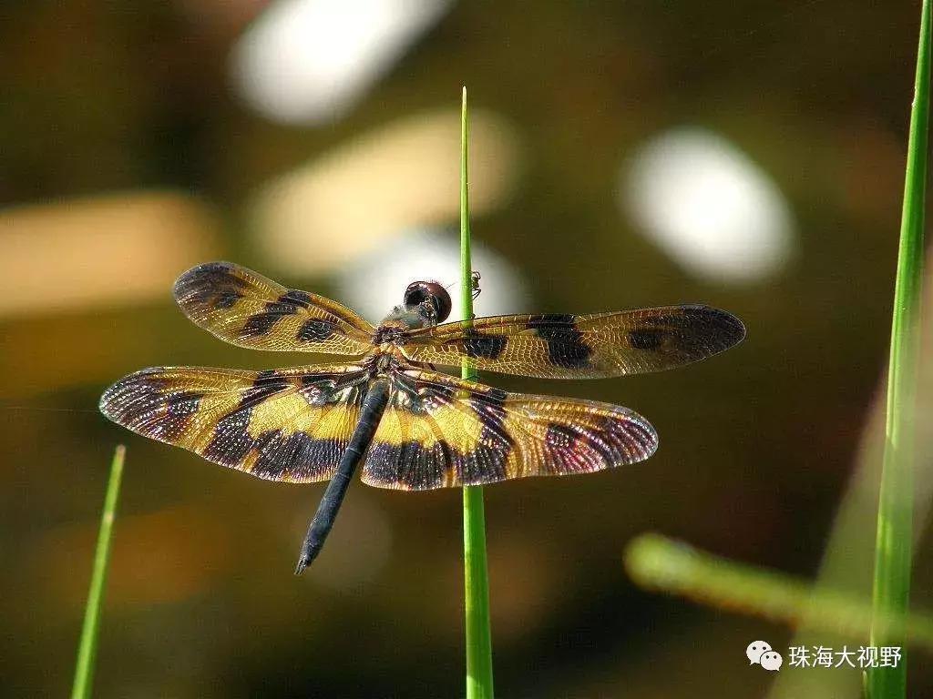 珠海凤凰山风景区怎么样,珠海凤凰山开放通知最新