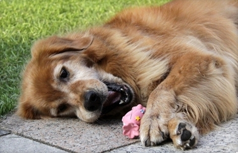 狗狗肠道有异物怎么才可以排出,狗狗肠胃有异物手术大概多少钱