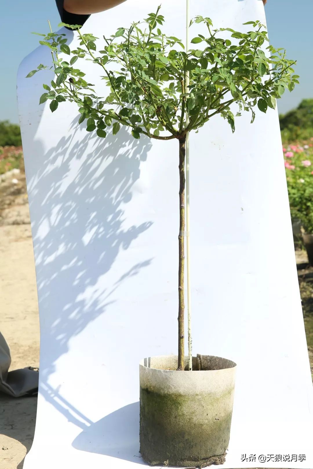 月季偏冠怎么修剪,树月季侧芽怎么补救