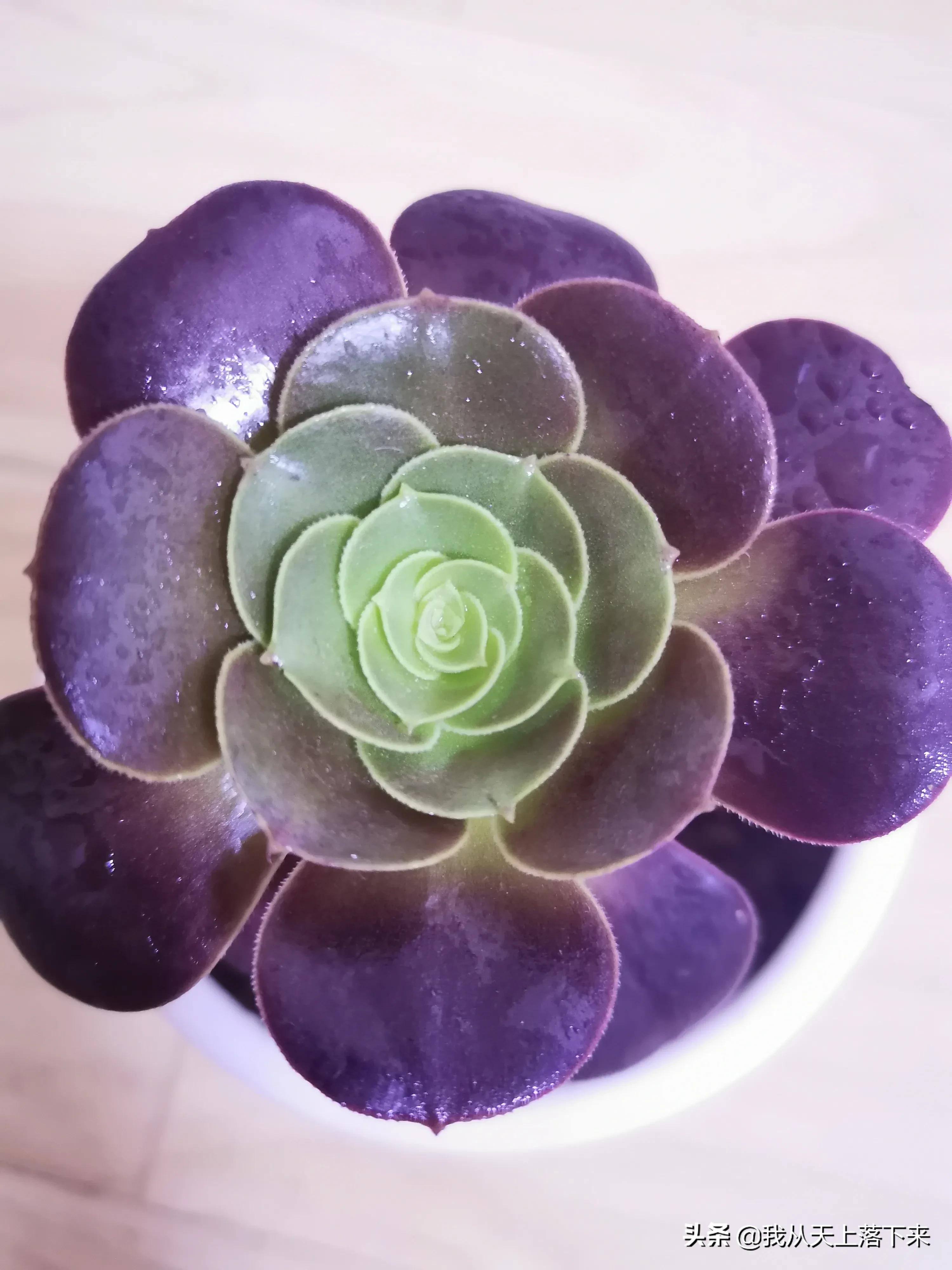 89种常见多肉植物品种图，实物拍摄，还不认识的小伙伴赶紧收藏好