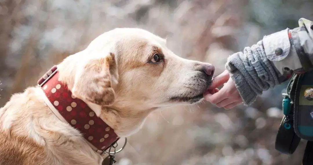 狗狗肾指标高可以吃蛋黄吗,狗狗得肾病能吃蛋黄吗