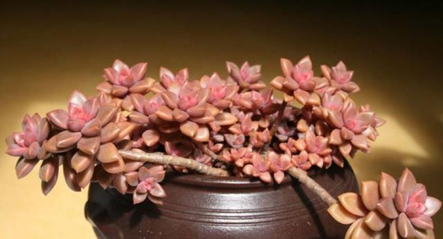 多肉不小心浇在叶片上怎么挽救,不小心给多肉喷了酒精怎么办