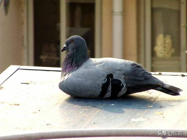 幼鸽饲养管理视频,幼鸽怎样管理和饲养