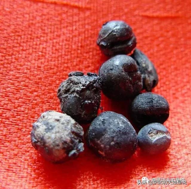 星云大师说没有舍利子是咋回事,为什么得道高僧圆寂没有病痛