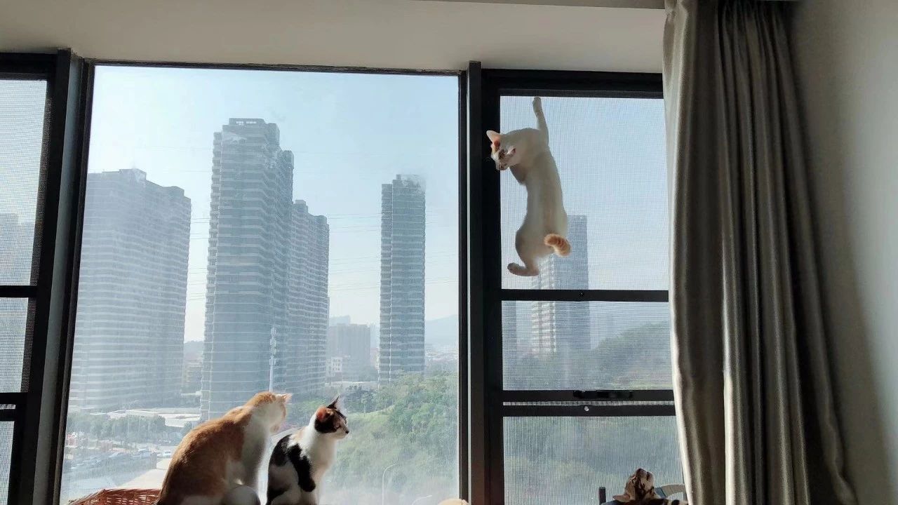 不出门的健康猫会感染猫瘟吗,完全不出门的猫会生病吗