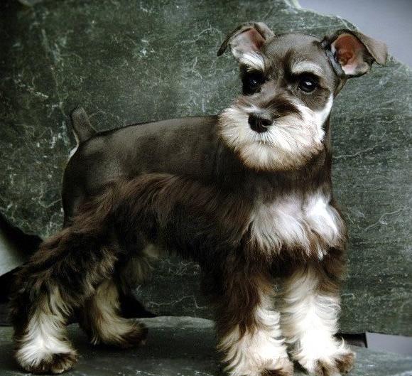 雪纳瑞吃什么牌子狗粮好,雪纳瑞吃什么牌子的狗粮比较好