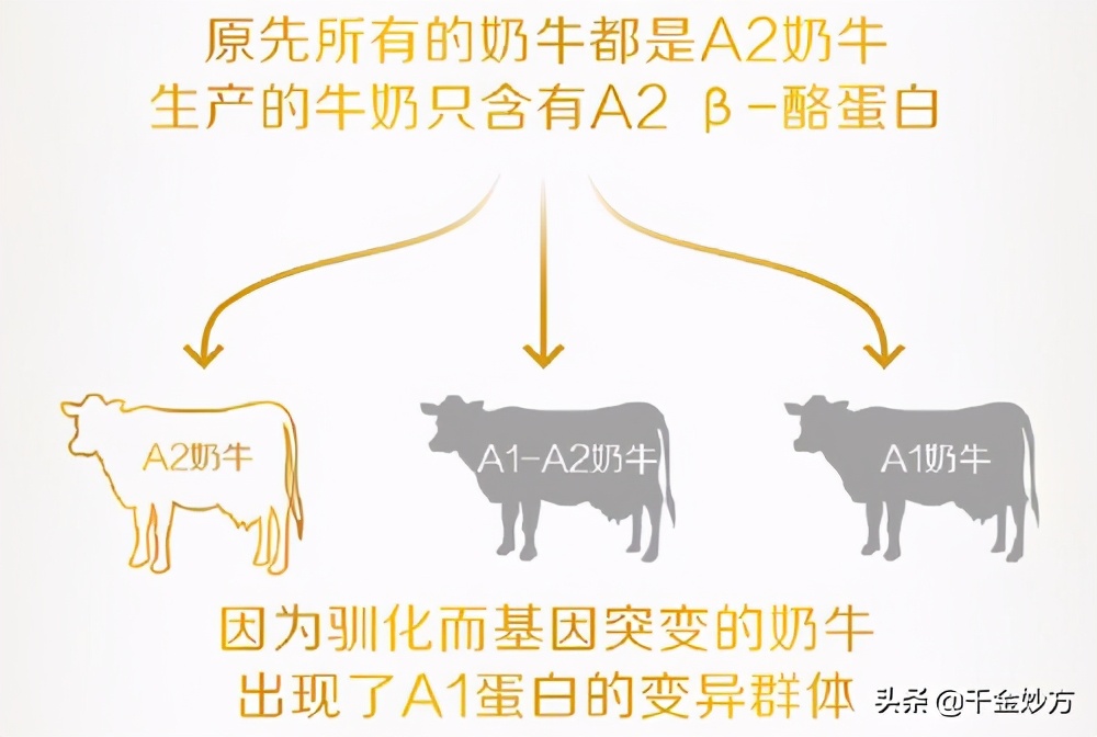 a2酪蛋白牛奶好喝吗,a2酪蛋白质量