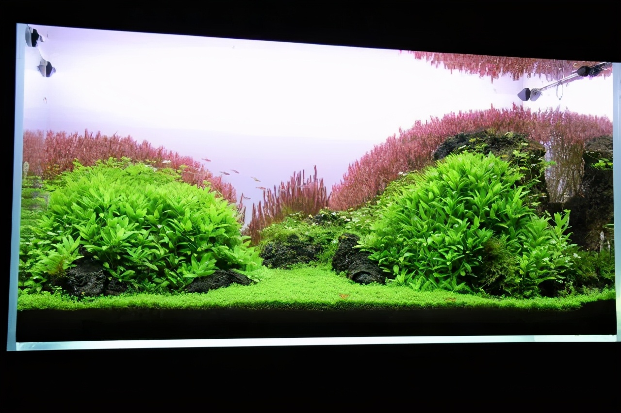 石上的迷你矮+血红宫廷，美的让人心醉