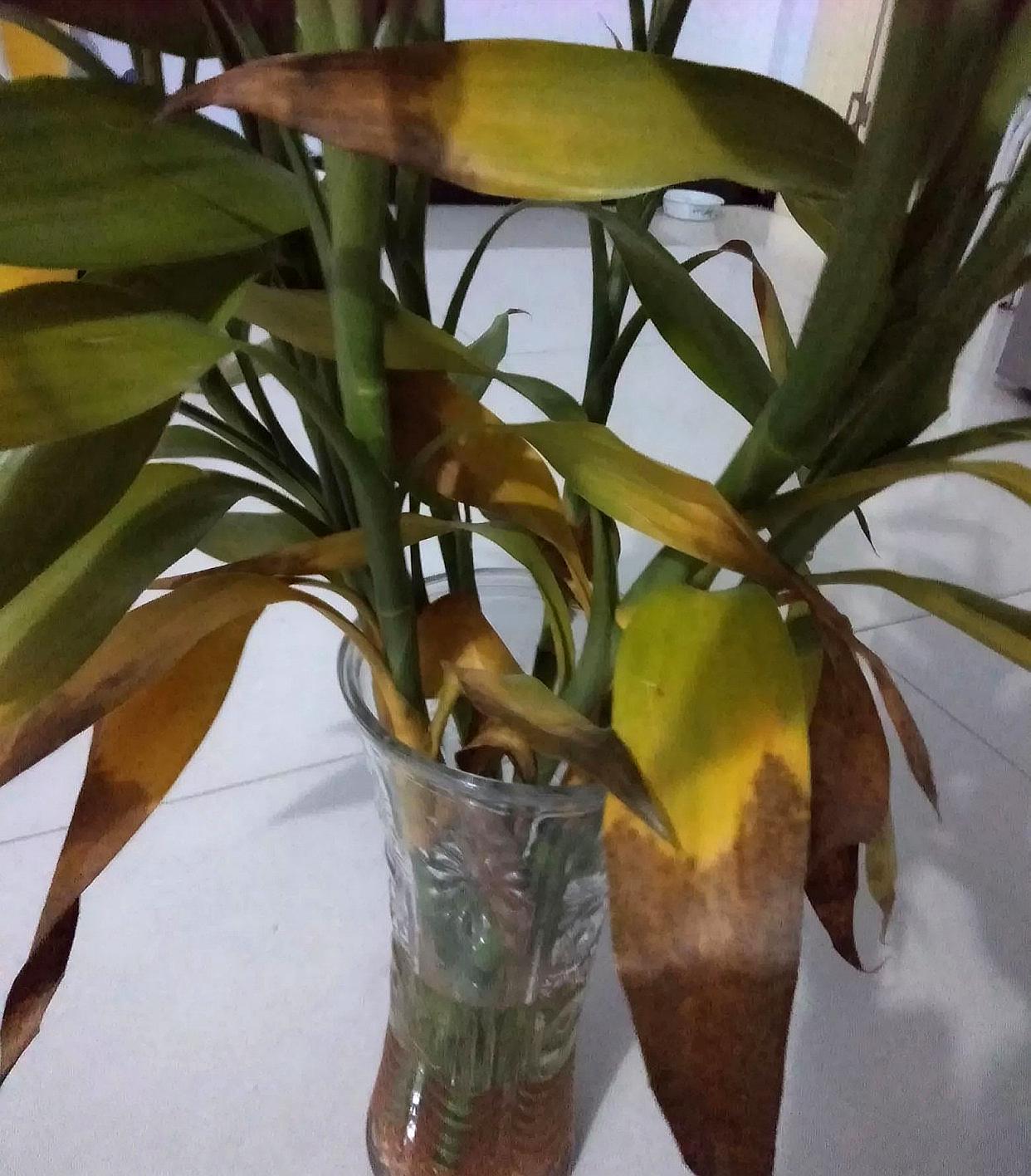 富贵竹黄叶水发臭是怎么了,富贵竹水发臭黄叶杆干瘪