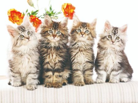 为什么萌新的世界进不去,为什么萌新世界那么难进