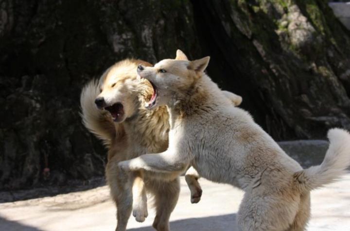 狗咬出血有什么好办法要包扎吗,狗咬狗怎么处理伤口