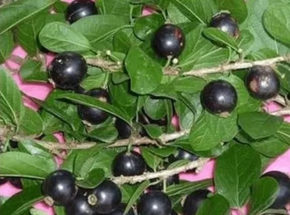 水果吃多了舌头刺痛怎样解决,吃什么水果舌头会又疼又麻