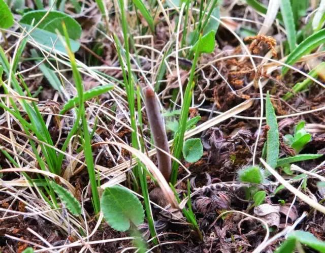 虫草的采挖时间是几个月,带你体验虫草采挖全过程