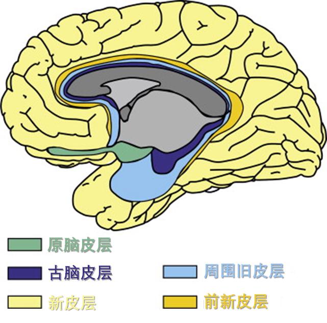 大脑新皮层和边缘系统的关系,皮层和新皮层