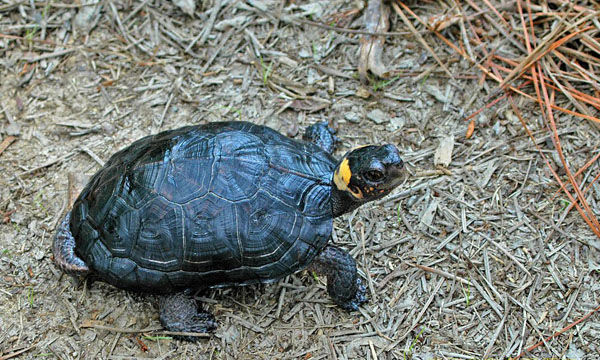 两栖龟陆龟海龟区别,陆地龟和陆龟是一个品种吗