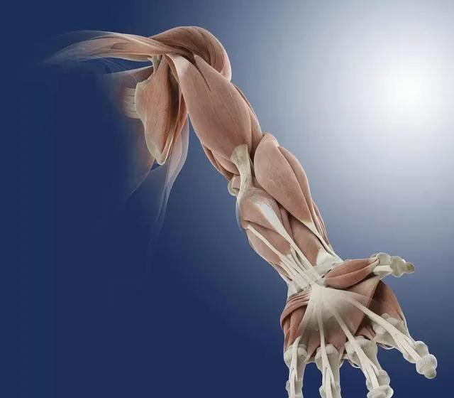 韧带拉伤科普,腹股沟疝小科普