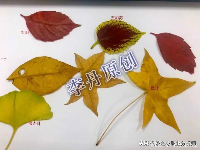 树叶手工制作最好看又简单合集,四个树叶就可以做出的小手工