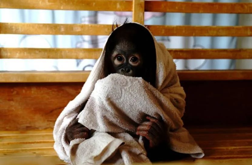 警方查获假冒奢侈品包包,海关查获假货女包