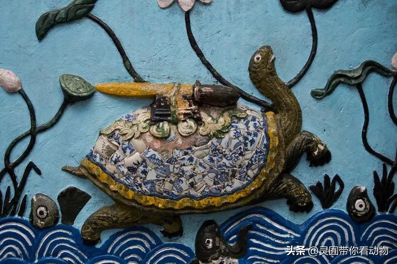 斑鳖即将灭绝人工克隆,全球仅剩3只斑鳖