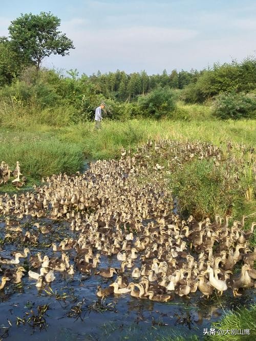 怎样才能养好鸭和鹅,怎样养好鸭子视频
