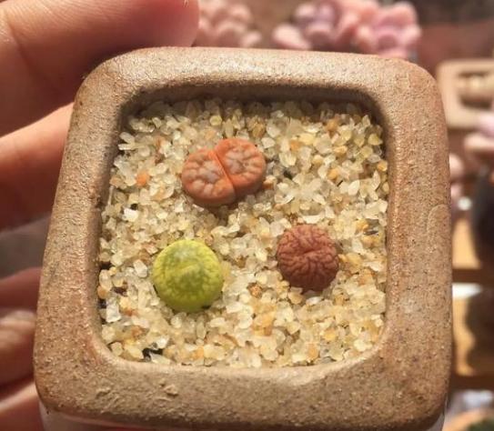 生石花怎么养得越来越大,生石花在室内怎么养