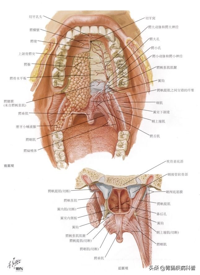 腹部消化系统解剖图谱,小儿消化系统解剖图谱