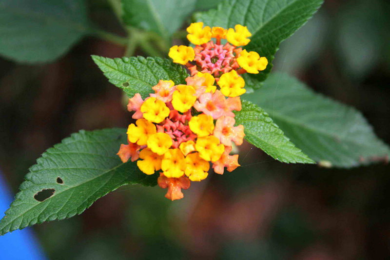 精灵之约•节气“植”说│上海的二十四节气花园小暑