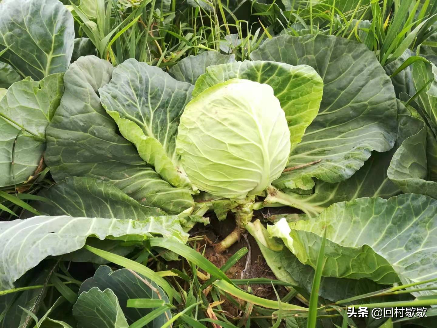 包头菜怎么处理,包头菜怎样储存冬天才能好吃