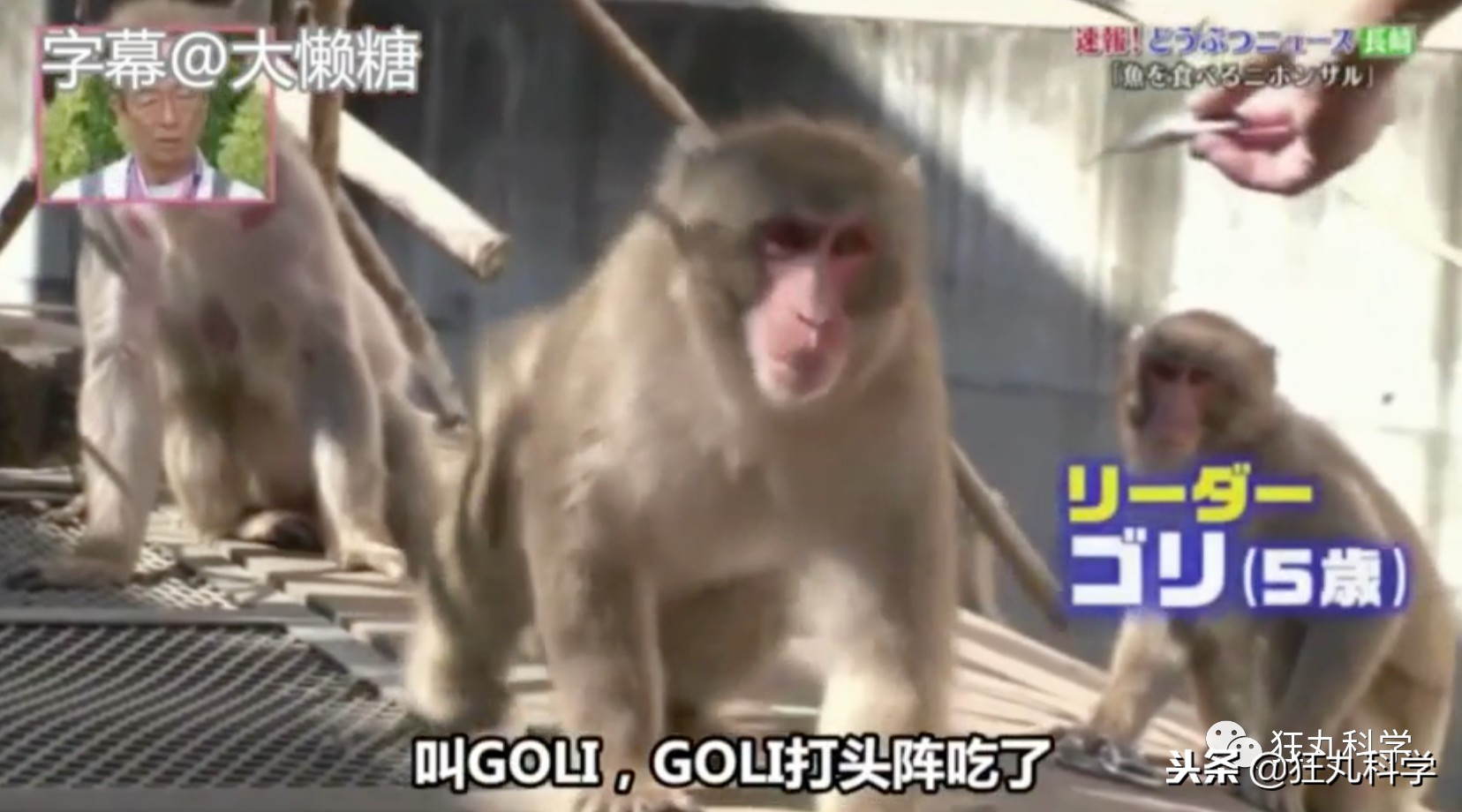 鏃ユ湰鐚村瓙鍚冮奔,鏃ユ湰鐚村瓙绉冨ご鍚冮潚鑺遍奔