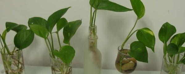 绿萝怎样剪枝水培才能饱满,绿萝剪枝水培的正确方法