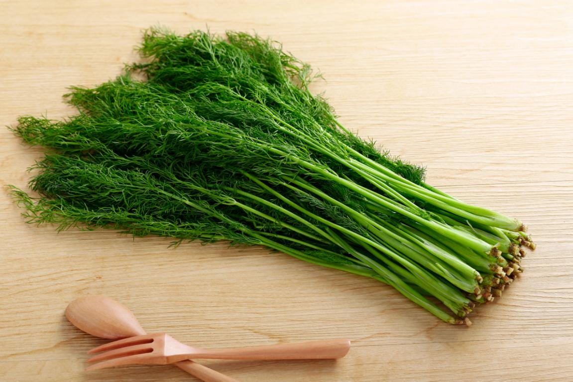 茴香的营养价值和食用禁忌,茴香怎么食用有什么功效